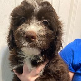 Cooper - Brown and white male Aussiedoodle puppy in Columbia, Kentucky from Burton's Precious Doodles