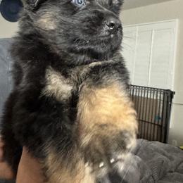 German Shepherd Puppies from Brooks High Quality Breeders