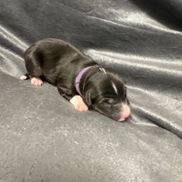Elisa - Black tri female Miniature Australian Shepherd puppy in Artesia, New Mexico from Rocking Aussies