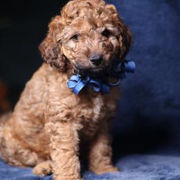 Cruz - Sable male Goldendoodle puppy in Forney, Texas from Diamond Doodle Pups and Poodles