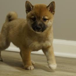 Shiba Inu Puppies from Veronika's Shiba Inus