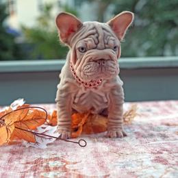 Sansa - Fawn and white female French Bulldog puppy in Plano, Illinois from Velvet Fluffy Pups