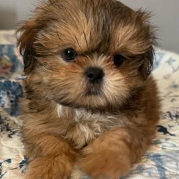 Birkin - Cream and white male Shih Tzu puppy in Gilbert, Arizona from 🌗 New Moon Shih Tzu 🌗