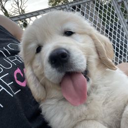 Golden Retriever Puppies from Ruff Life Goldens
