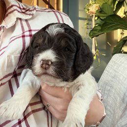 Jack - Liver white and tan male Springerdoodle puppy in Dundee, Ohio from Evalina Miller's Spaniels