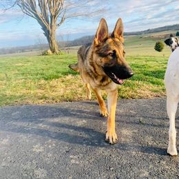 German Shepherd All Grown Up from Cerberus German Shepherds