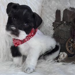 Boy 2 - Liver male Miniature Schnauzer puppy in Silsbee, Texas from My Little Schnauzer Pals