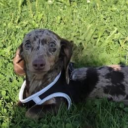 Dachshund puppies from Spruce Valley Miniature Dachshunds & Boston Terriers
