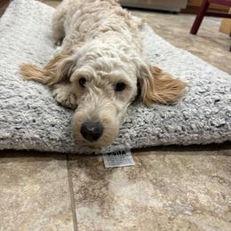 Whitney - Goldendoodle
