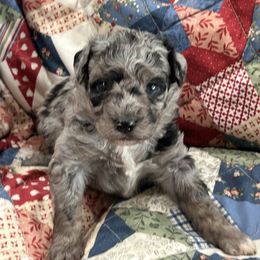 Girl 1 - Aussiedoodle puppy from Happy Hollow Ranch