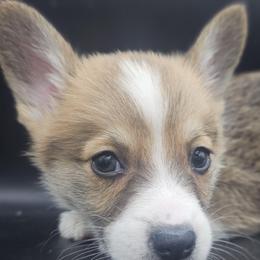 Ollie - White and red male Pembroke Welsh Corgi puppy in Tomball, Texas from Larsen Loved Corgis