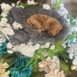 Kona - Apricot male Cavapoo puppy in Quitman, Mississippi from P&D Palace
