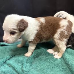 Aurora - Red merle female Miniature Australian Shepherd puppy in Tecumseh, Oklahoma from Ashley's Aussies, LLC