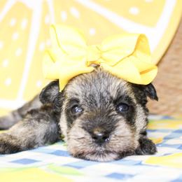 Miniature Schnauzer puppies from Rocking H