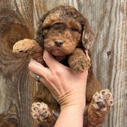 Orange Collar Boy - Merle male Goldendoodle puppy in San Augustine, Texas from Vintage Doodles