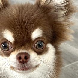 Chihuahuas from Amy Le