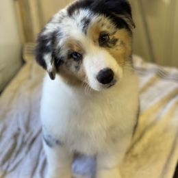 Australian Shepherd and German Shepherd Puppies from Trademark Kennels
