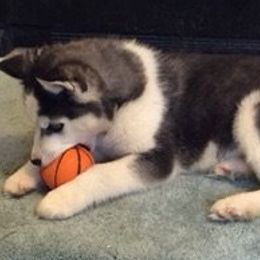 Siberian Huskies from Gander Farms