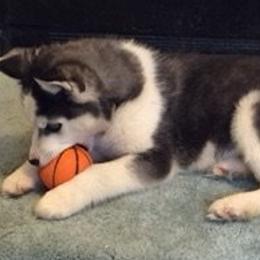 Siberian Huskies from Gander Farms