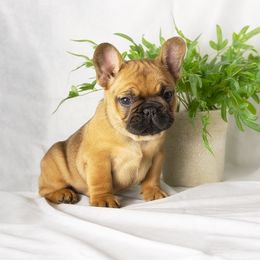 French Bulldog and Pug Puppies from FurEver Canine