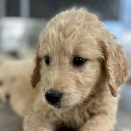 Goldendoodles from Spring Prairie Doodles