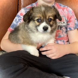 Mark - Red Pembroke Welsh Corgi puppy in Weston, Idaho from Diamond Fox Corgis