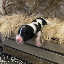 Betsiee - Piebald female Dachshund puppy in Cushing, Oklahoma from Ash's mini Dach's