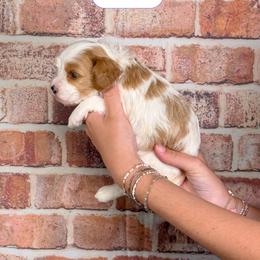 Fifi - Apricot female Cavapoo puppy in Calhoun, Georgia from Happy Top Doodles