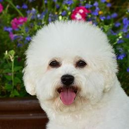Ruby - Bichon Frise