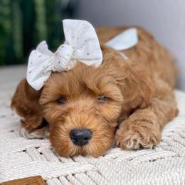 Australian Labradoodle Puppies from Pixie Doodle Paws