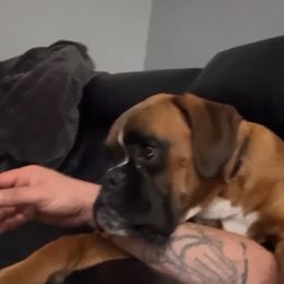 Boxer and Pomeranian All Grown Up from CAMAS Boxers and Poms