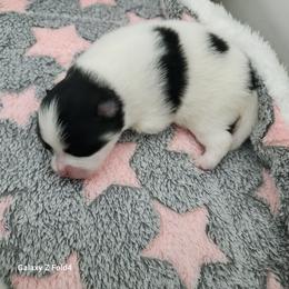Hayden 3,500 dollars - Black and tan parti female Pomeranian puppy in Amelia, Ohio from Boujee Puff Poms