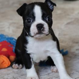 Ace - Black brindle and white male Boston Terrier puppy in Winnsboro, Texas from JP Ranch Bulldogs