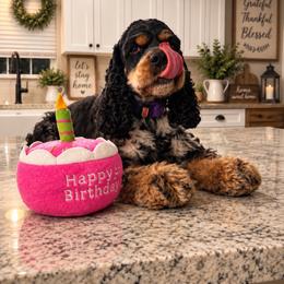 Aggie - Cocker Spaniel