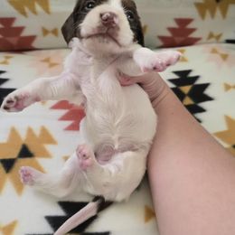 Dachshund Puppies from Grecian Kennel