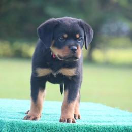 Veno - Black and mahogany male Rottweiler puppy in Uniontown, Alabama from CedarBluff Rottweilers
