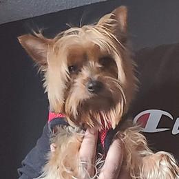 Lady bug - Yorkshire Terrier