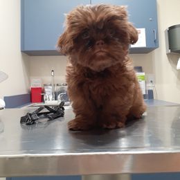 Shih Tzu Puppies from Socal Mother Of Shih Tzus