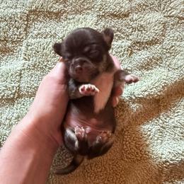 AKC Male Long Coat - Chocolate and tan male Chihuahua puppy in Anoka, Minnesota from Anoka County MN AKC Chihuahuas