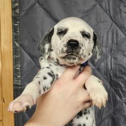 Blue boy - White and black male Dalmatian puppy in New Straitsville, Ohio from Woofter Dalmatians
