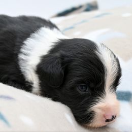 Lady Violet Crawley - Black & white female Miniature American Shepherd puppy in Damascus, Oregon from Rebel Soul Minis