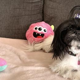 Shih Tzus from DESERT ROYAL SHIH TZU