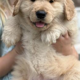Yellow Girl - Golden Golden Retriever puppy in Paradise, Texas from M5 Goldens/Stephanie's Paws Unlimited