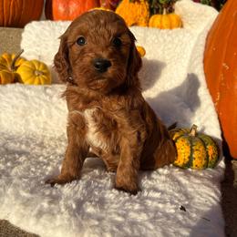 Tucker -7754 - Parti male Goldendoodle puppy in Wever, Iowa from JK Royal Lines