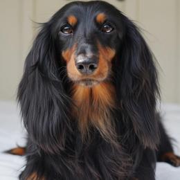 Spanky - Dachshund