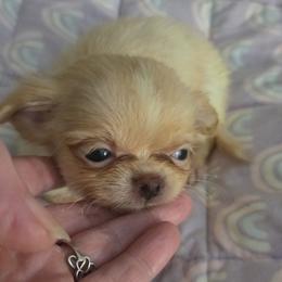 Stella - Cream and white female Chihuahua puppy in Kyle, Texas from joy of chihuahuas tx