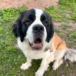 Mia - Mahogany and white female Saint Bernard puppy in Ladysmith, Wisconsin from Northwoods Saint Bernards
