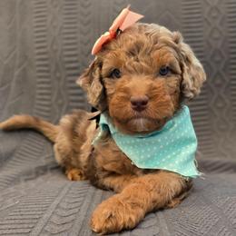 Tulip - Red merle female Aussiedoodle puppy in Prescott Valley, Arizona from Ramirez Family Doodles