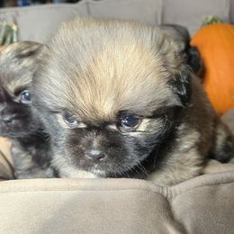 Astaire - Sable male Tibetan Spaniel puppy in P Arksville, New York from Teri Paris