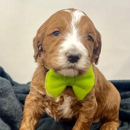 Green Male - Apricot male Goldendoodle puppy in Great Falls, Montana from Montana Goldendoodles